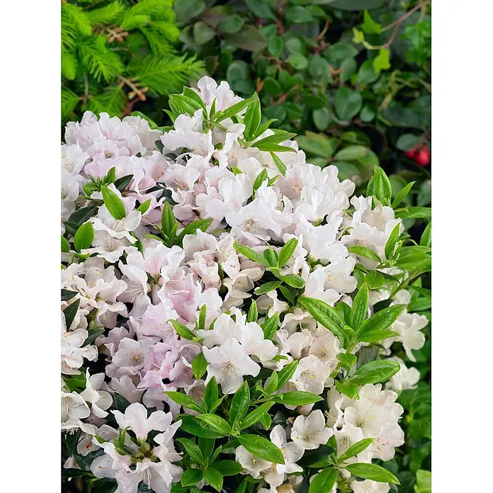 Pflanzen für dich Zwergrhododendron 15-20 cm - Rhododendron keleticum 'Robert Seleger', Lila - Nahaufnahme eines Busches mit zahlreichen hellrosa und weißen Blüten und grünen Blättern.