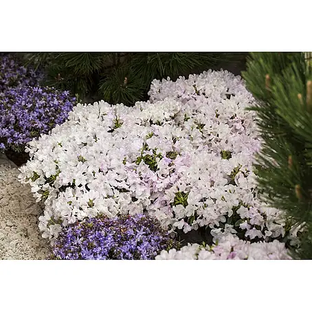 Pflanzen für dich  Zwergrhododendron 15-20 cm
