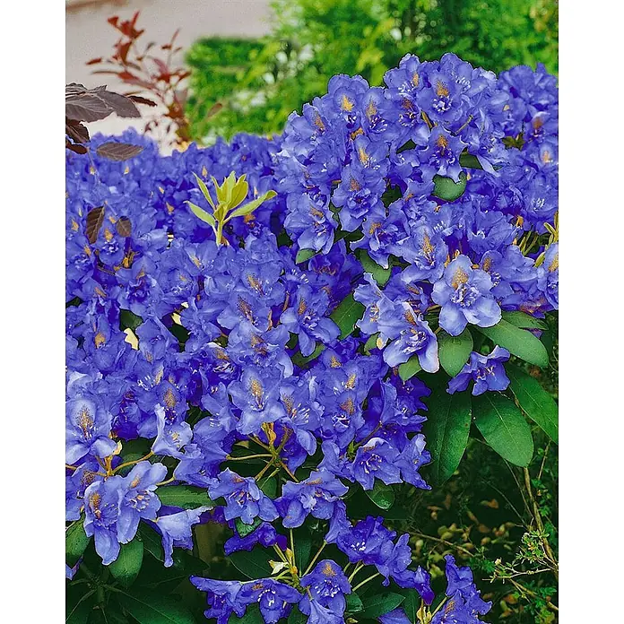 Pflanzen für dich Zwergrhododendron 20-25 cm - Rhododendron fastigiatum 'Intrifast', Blau - Üppige blaue Blüten mit gelben Akzenten an einem blühenden Strauch.