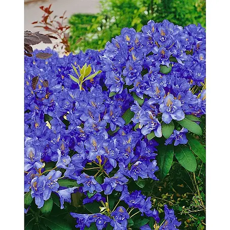 Pflanzen für dich  Zwergrhododendron 20-25 cm