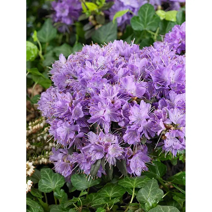 Pflanzen für dich Zwergrhododendron 30-40 cm - Rhododendron impeditum 'Blumeria', Lila - Nahaufnahme leuchtend lavendelfarbener Blüten mit auffälligen weißen Staubblättern, umgeben von grünen Blättern.