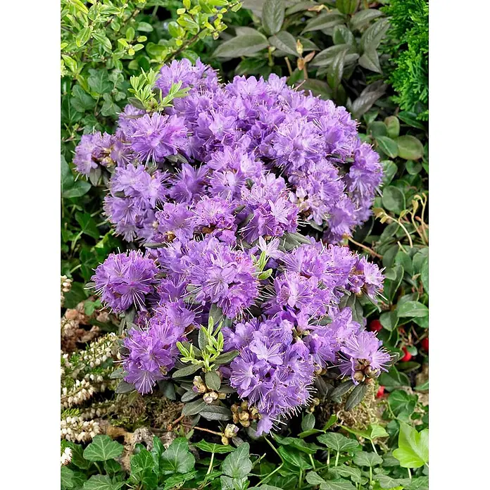 Pflanzen für dich Zwergrhododendron 30-40 cm - Rhododendron impeditum 'Blumeria', Lila - Zwerg-Rhododendron-Pflanze, bedeckt mit leuchtend violetten Blüten, eingebettet in üppiges grünes Gartenlaub.