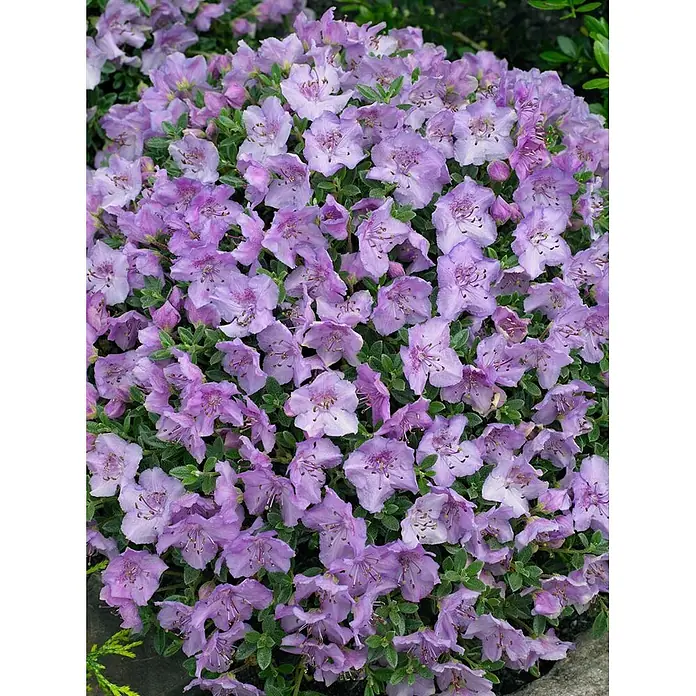 Pflanzen für dich Zwergrhododendron 25-30 cm - Rhododendron keleticum, Lila - Dichter Strauch mit zahlreichen hellvioletten Blüten und kleinen grünen Blättern.