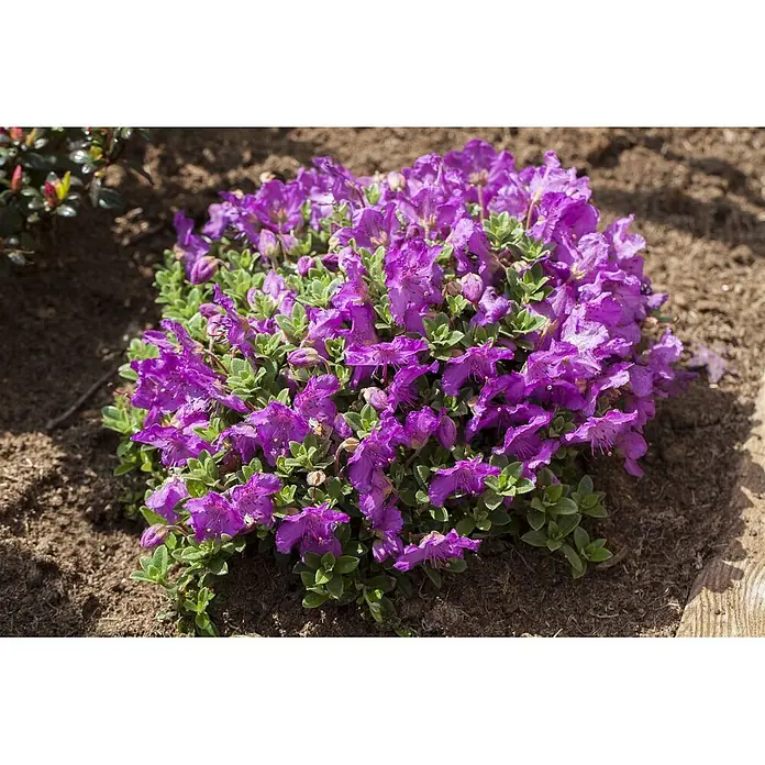 Pflanzen für dich Zwergrhododendron 25-30 cm - Rhododendron keleticum, Lila - Kompakte, lila blühende Pflanze mit grünen Blättern im Boden.