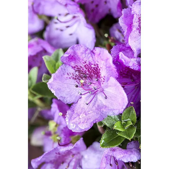 Pflanzen für dich Zwergrhododendron 25-30 cm - Rhododendron keleticum, Lila - Leuchtend violette Azaleenblüten mit Wassertropfen und grünen Blättern.
