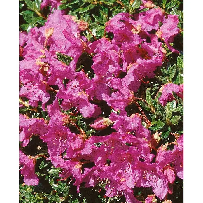 Pflanzen für dich Zwergrhododendron 25-30 cm - Rhododendron keleticum, Lila - Zahlreiche leuchtend magentafarbene Blüten an einer Pflanze mit dunkelgrünen Blättern.