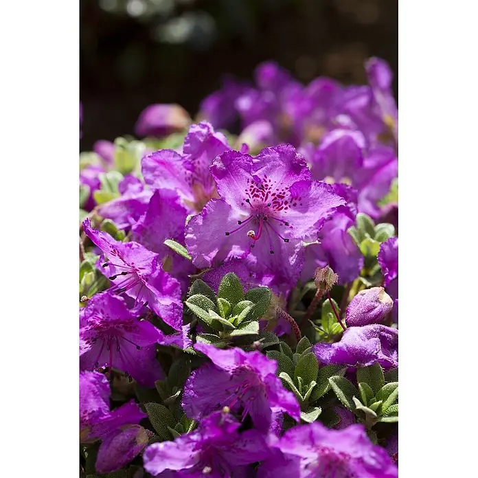 Pflanzen für dich Zwergrhododendron 25-30 cm - Rhododendron keleticum, Lila - Lebendige violette Blüten mit roten Flecken und grünen Blättern.