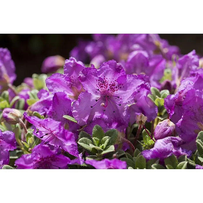 Pflanzen für dich Zwergrhododendron 25-30 cm - Rhododendron keleticum, Lila - Nahaufnahme einer blühenden Pflanze mit violetten Blüten, rot gepunkteten Blütenblättern und grünen, texturierten Blättern.