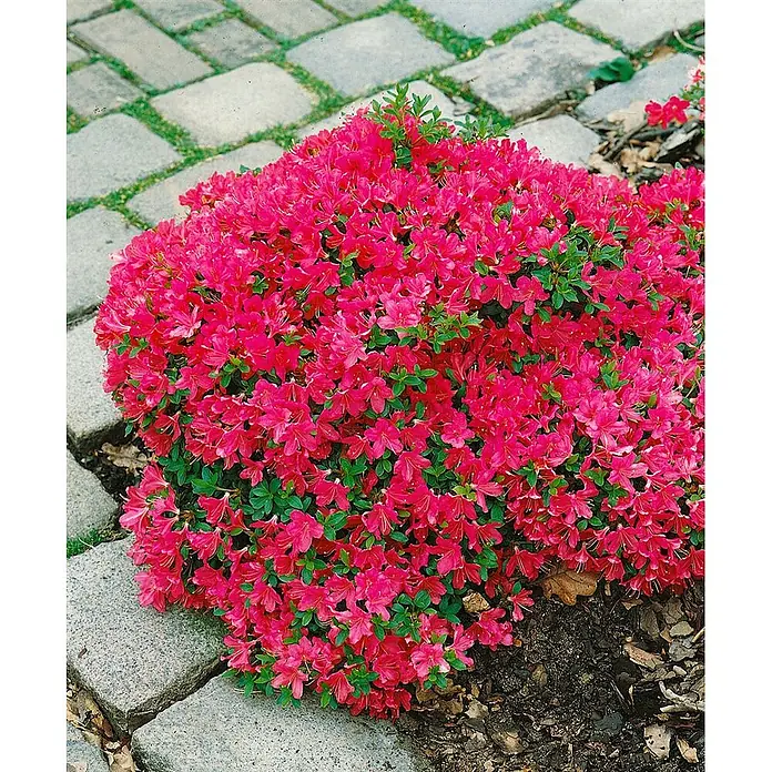 Pflanzen für dich Zwergrhododendron 20-25 cm - Rhododendron obtusum 'Diamant Rot', Rot - Dicht blühender Azaleenstrauch mit leuchtend rosa Blüten neben einem Steinweg.