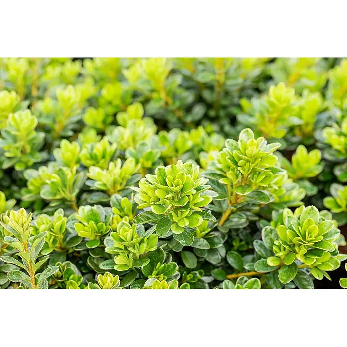 Pflanzen für dich Zwergrhododendron 20-25 cm - Rhododendron obtusum 'Diamant Rot', Rot - Leuchtend grünes Blattwerk mit kleinen, dichten Blättern, teils mit hellgrünen Rändern.