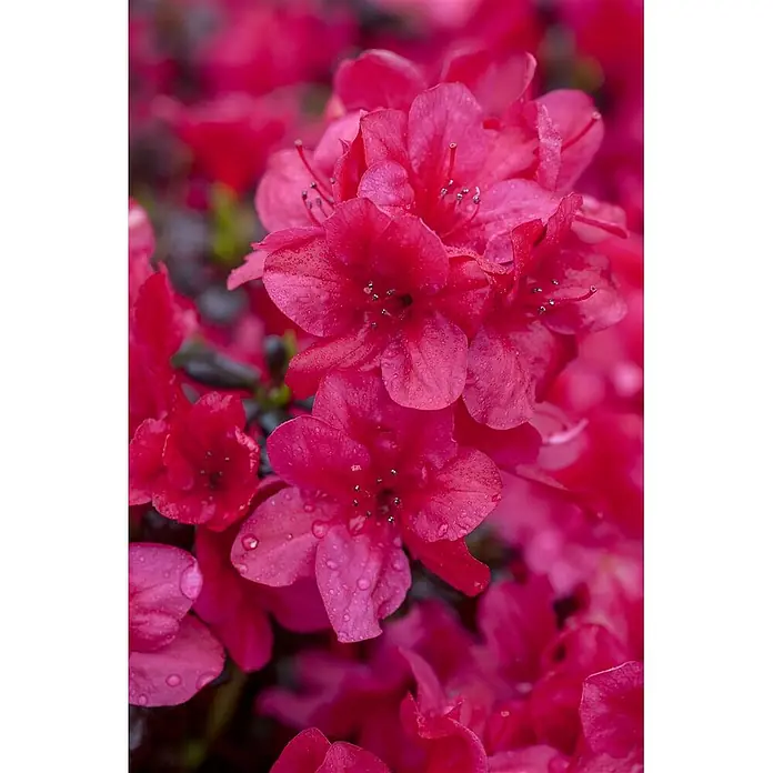 Pflanzen für dich Zwergrhododendron 20-25 cm - Rhododendron obtusum 'Diamant Rot', Rot - Leuchtend pinke Azaleenblüten, ihre zarten Blütenblätter mit frischen Wassertropfen bedeckt.