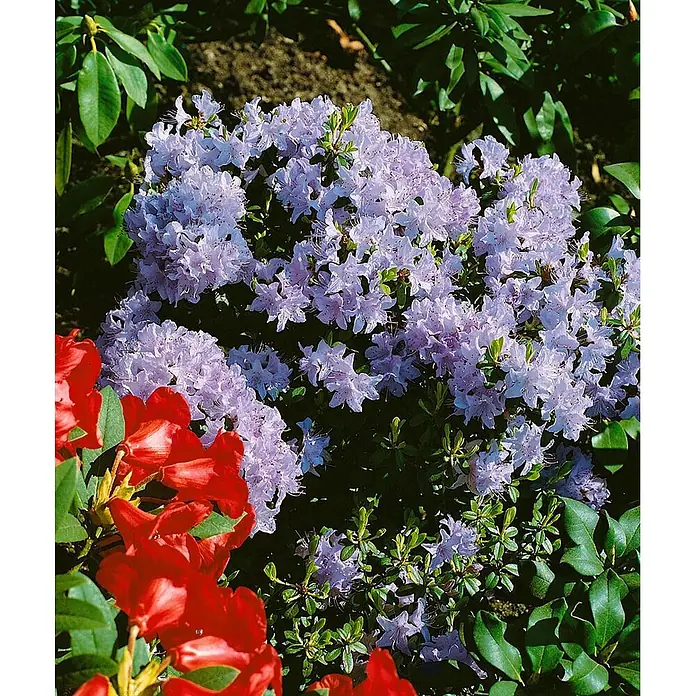 Pflanzen für dich Zwergrhododendron 25-30 cm - Rhododendron impeditum 'Blue Wonder', Violett - Busch mit hellvioletten Blüten, wahrscheinlich Rhododendron, der lebhaft zwischen roten Blüten und grünen Blättern in einem Garten blüht.
