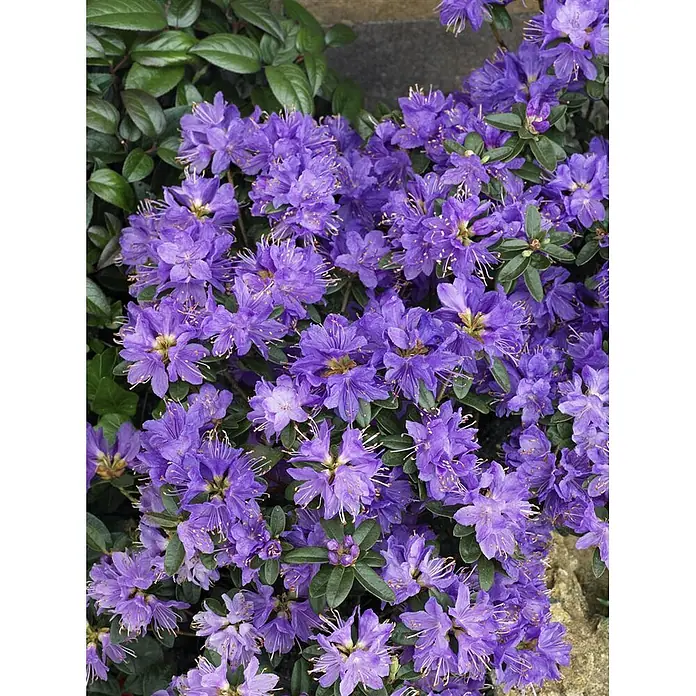 Pflanzen für dich Zwergrhododendron 25-30 cm - Rhododendron impeditum 'Blue Wonder', Violett - Lebendige, violette Rhododendron-Blüten in einer Gruppe, umgeben von dunkelgrünen Blättern.