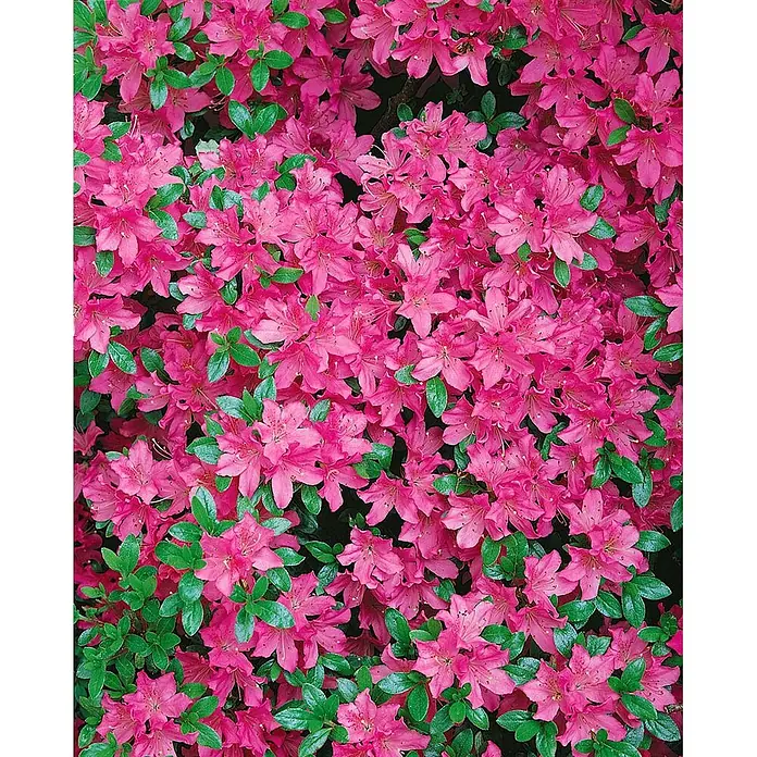 Pflanzen für dich Zwergrhododendron 20-25 cm - Rhododendron obtusum 'Diamant Rosa', Rosa - Leuchtend rosa Azaleenblüten blühen dicht mit üppig grünen Blättern.