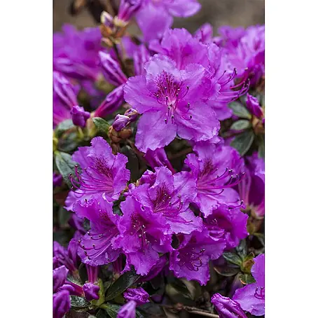 Pflanzen für dich  Zwergrhododendron 20-25 cm
