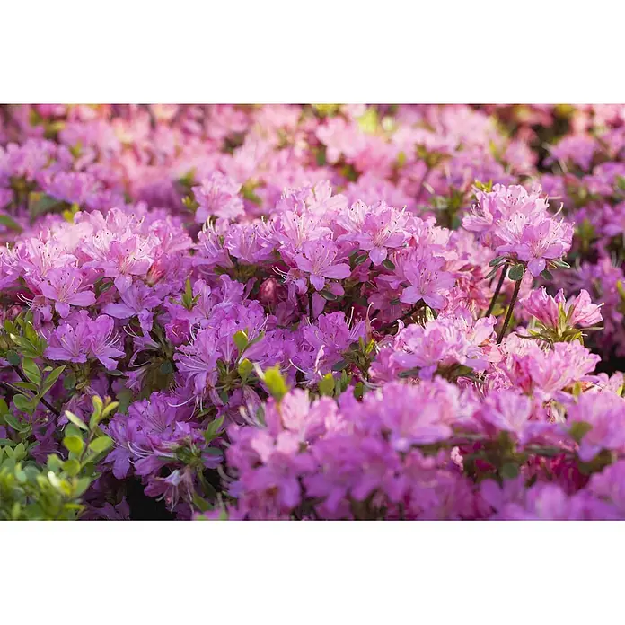 Pflanzen für dich Zwergrhododendron 20-25 cm - Rhododendron obtusum 'Diamant Rosa', Rosa - Lebendige rosa und lila Azaleenblüten, die dicht blühen und den Rahmen mit Farbe füllen.