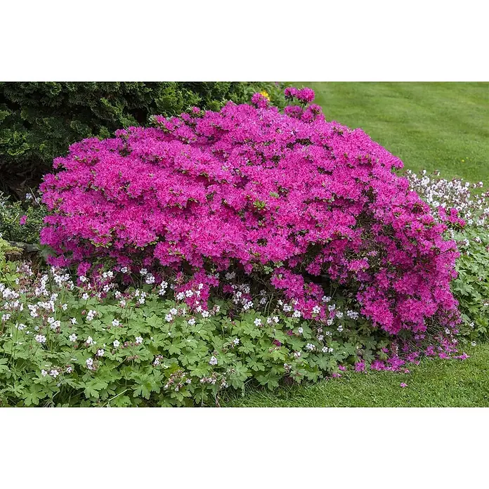 Pflanzen für dich Zwergrhododendron 20-25 cm - Rhododendron obtusum 'Diamant Rosa', Rosa - Lebhafter pinkfarbener Azaleenbusch in voller Blüte in einem Garten, mit weißen Blüten darunter.