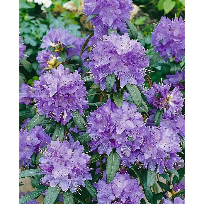 Pflanzen für dich Zwergrhododendron 20-25 cm - Rhododendron impeditum 'Blue Tit Magor', Blau - Leuchtend lila Rhododendronpflanze in voller Blüte mit grünen Blättern.