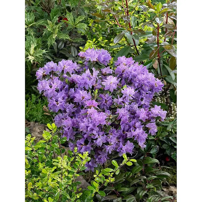 Pflanzen für dich Zwergrhododendron 20-25 cm - Rhododendron impeditum 'Blue Tit Magor', Blau - Ein leuchtend lila Rhododendronbusch in voller Blüte, umgeben von verschiedenen grünen Gartenpflanzen.