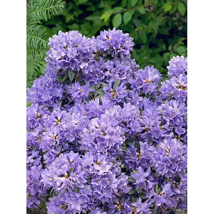 Pflanzen für dich Zwergrhododendron 20-25 cm - Rhododendron impeditum 'Blue Tit Magor', Blau - Lebendige lila Rhododendronblüten in voller Blüte.