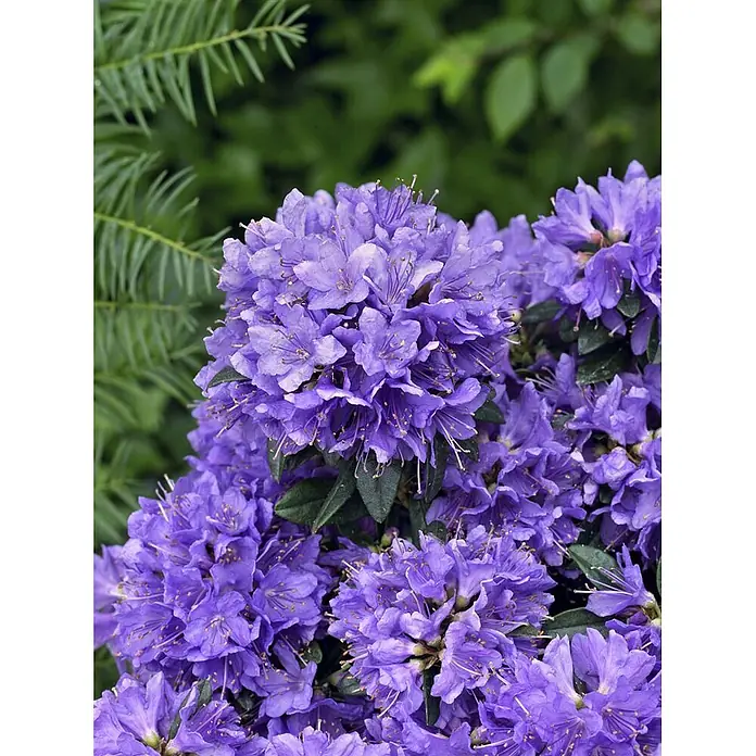 Pflanzen für dich Zwergrhododendron 20-25 cm - Rhododendron impeditum 'Blue Tit Magor', Blau - Leuchtend violette Rhododendronblüten in natürlicher Umgebung.