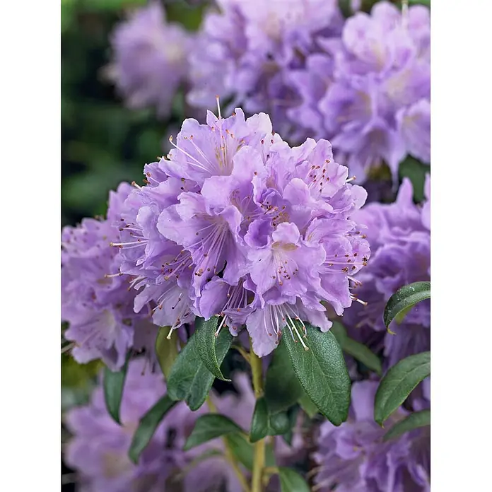 Pflanzen für dich Zwergrhododendron 20-25 cm - Rhododendron impeditum 'Blue Tit Magor', Blau - Gruppe lavendelfarbener Rhododendronblüten mit dunkelgrünen Blättern.