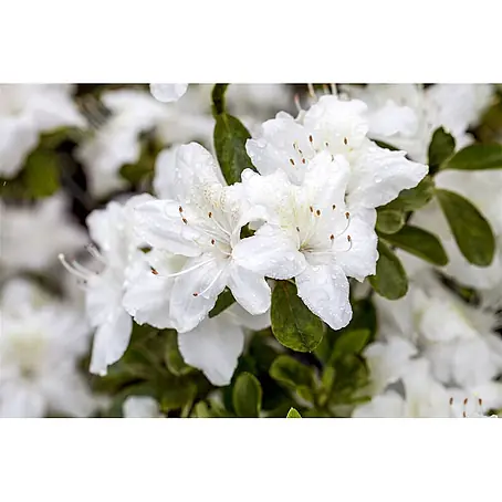 Pflanzen für dich  Zwergrhododendron 20-25 cm