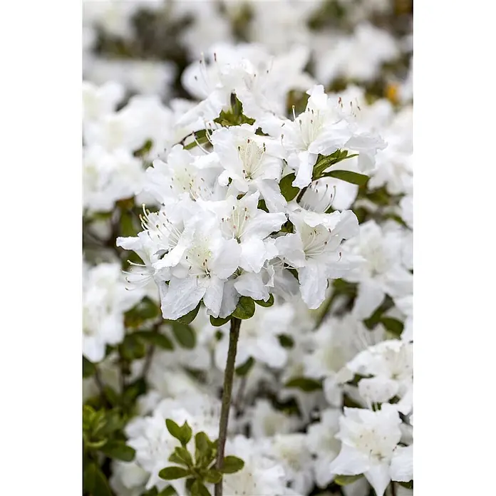 Pflanzen für dich Zwergrhododendron 20-25 cm - Rhododendron obtusum 'Diamant Weiß', Weiß - Weiße Blüten mit sichtbaren Staubgefäßen, an einem grünen Stiel gruppiert, mit kleinen Wassertropfen.