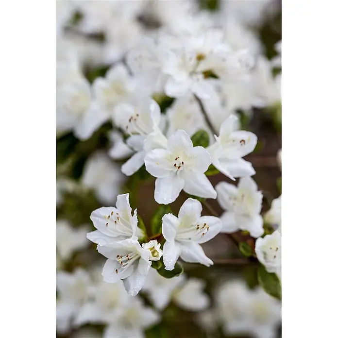 Pflanzen für dich Zwergrhododendron 20-25 cm - Rhododendron obtusum 'Diamant Weiß', Weiß - Weiße, trompetenförmige Blüten mit sichtbaren Staubblättern, die von Wassertropfen glänzen.