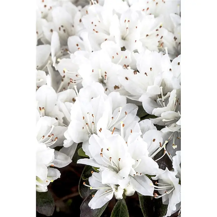 Pflanzen für dich Zwergrhododendron 20-25 cm - Rhododendron obtusum 'Diamant Weiß', Weiß - Dichte Ansammlung weißer Blüten mit auffälligen orange-braunen Staubgefäßen.