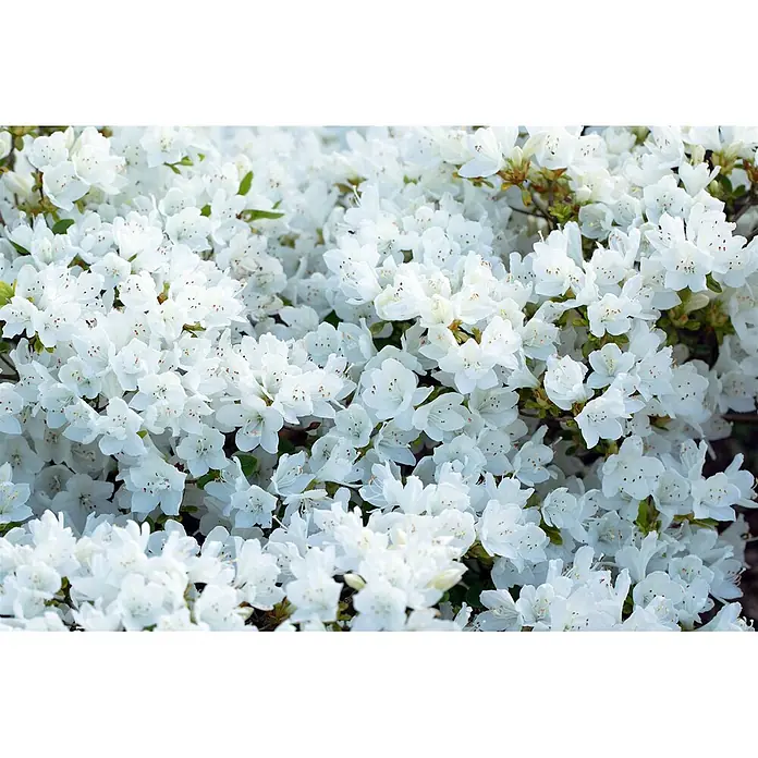 Pflanzen für dich Zwergrhododendron 20-25 cm - Rhododendron obtusum 'Diamant Weiß', Weiß - Dichter Busch aus kleinen weißen Blüten mit braunen Staubgefäßen, üppig blühend.