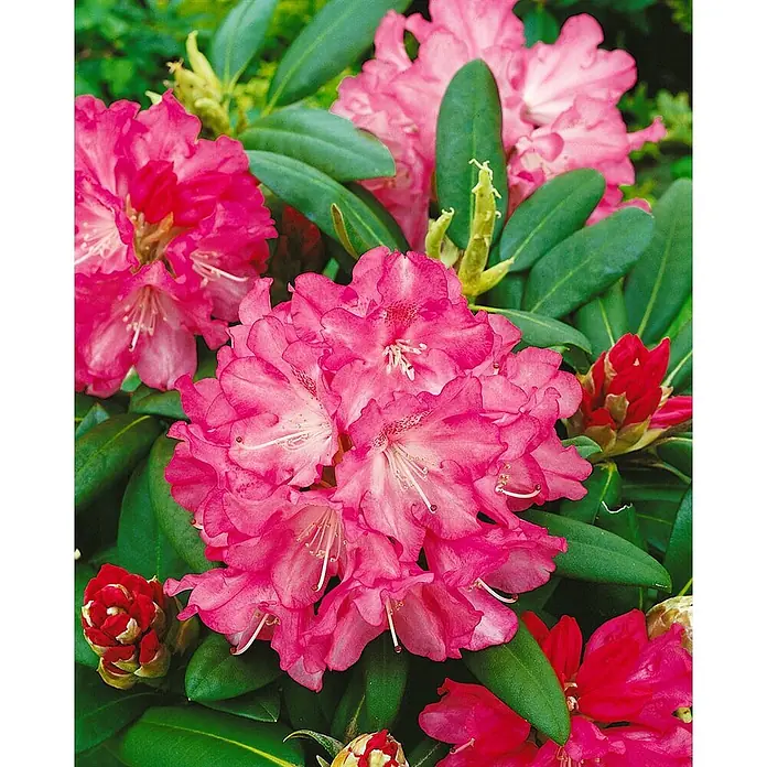 Pflanzen für dich Zwergrhododendron 80 cm - Rhododendron yakushimanum 'Clivia', Rosa - Leuchtend rosa Rhododendronblüten in voller Pracht, umgeben von sattgrünen Blättern und einigen roten Knospen.