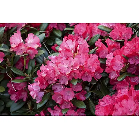 Pflanzen für dich  Zwergrhododendron 80 cm
