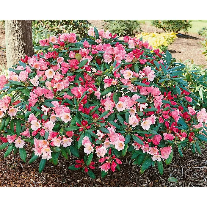 Pflanzen für dich Zwergrhododendron 80 cm - Rhododendron yakushimanum 'Clivia', Rosa - Ein leuchtender Rhododendronbusch mit rosa Blüten und Knospen und üppig grünen Blättern in einem Garten.