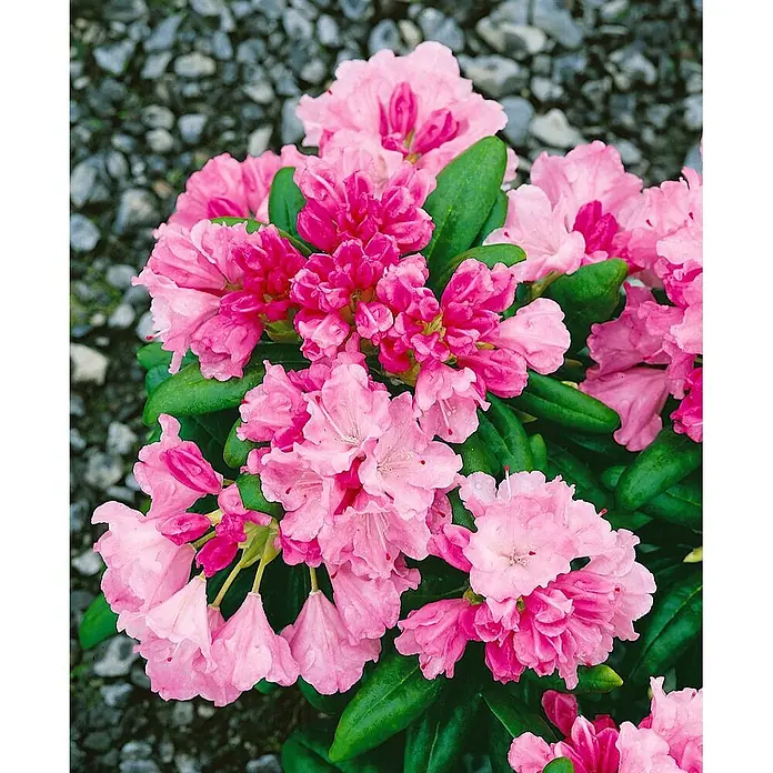 Pflanzen für dich Zwergrhododendron 80 cm - Rhododendron yakushimanum 'Clivia', Rosa - Leuchtend rosa Rhododendronblüten in voller Blüte mit tiefgrünen Blättern.