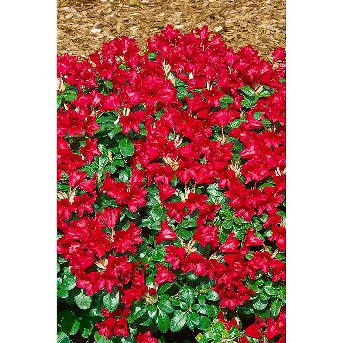 Pflanzen für dich Zwergrhododendron 20-25 cm - Rhododendron repens 'Bengal', Rot - Leuchtend rote Rhododendronblüten in einem Gartenbeet mit Rindenmulch.