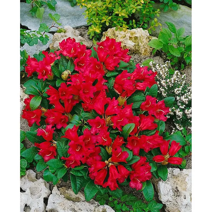 Pflanzen für dich Zwergrhododendron 20-25 cm - Rhododendron repens 'Bengal', Rot - Leuchtend roter Rhododendronbusch mit grünen Blättern, in einem Steingarten mit anderem Grün und kleinen weißen Blüten.