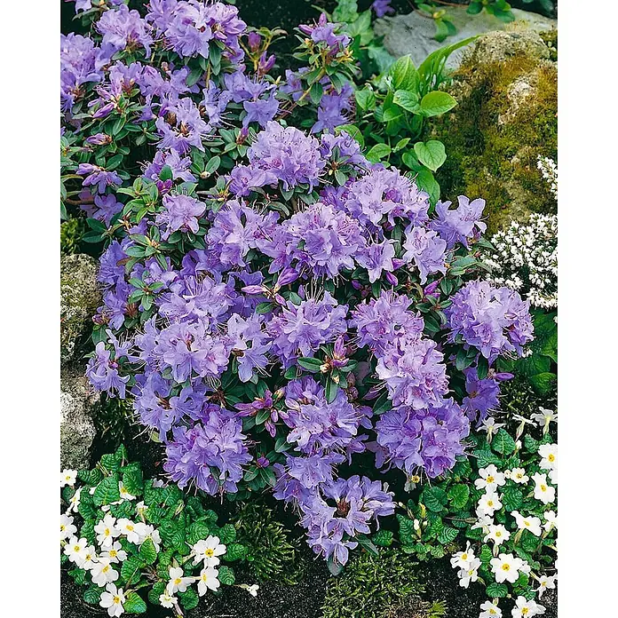 Pflanzen für dich Zwergrhododendron 20-25 cm - Rhododendron calostrotum 'Enrico', Violett - Üppiger, leuchtend violetter Rhododendronbusch in Blüte, mit vielen Blüten, zwischen grünem Laub, Steinen und kleinen weißen Blumen im Garten.