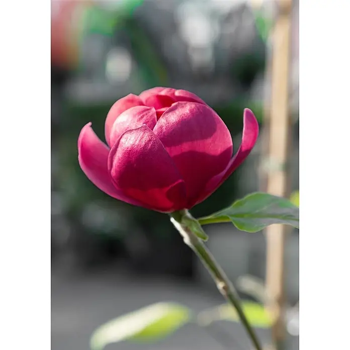 Pflanzen für dich Magnolie 60-80 cm - Magnolia 'Ian's Red', Aktuelle Wuchshöhe: 60 cm - 80 cm - Nahaufnahme einer leuchtend magentafarbenen Blume, möglicherweise einer Magnolie, mit teilweise geöffneten Blütenblättern und grünen Blättern vor unscharfem Hintergrund.
