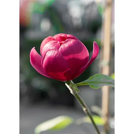Pflanzen für dich  Magnolie 60-80 cm