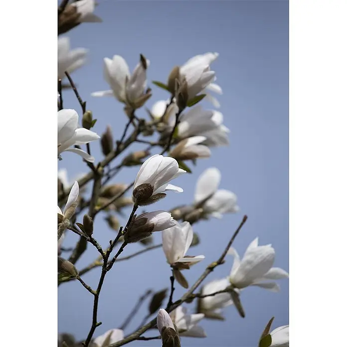 Pflanzen für dich Magnolie 100-125 cm - Magnolia kobus, Aktuelle Wuchshöhe: 100 cm - 125 cm - Weiße Magnolienblüten in verschiedenen Blühstadien an Zweigen vor blauem Himmel.