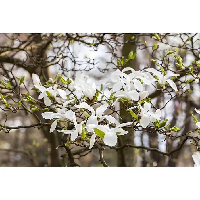 Pflanzen für dich Magnolie 100-125 cm - Magnolia kobus, Aktuelle Wuchshöhe: 100 cm - 125 cm - Weiße Magnolienblüten mit grünen Knospen an dunklen Ästen.