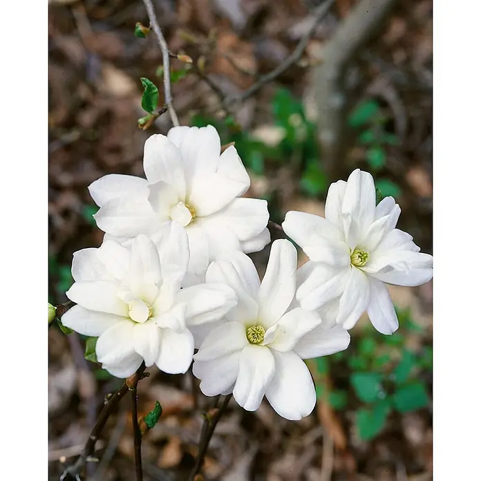 Pflanzen für dich Magnolie 100-125 cm - Magnolia kobus, Aktuelle Wuchshöhe: 100 cm - 125 cm - Vier weiße, vielblättrige Blüten mit grünen Zentren, blühend an einem Ast in natürlicher Umgebung.