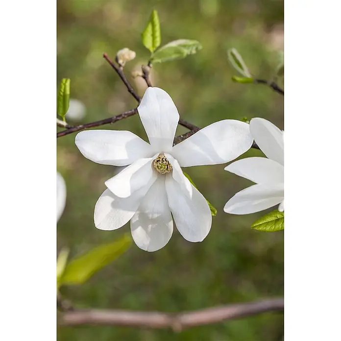 Pflanzen für dich Magnolie 100-125 cm - Magnolia kobus, Aktuelle Wuchshöhe: 100 cm - 125 cm - Nahaufnahme einer weißen Magnolienblüte mit mehreren Blütenblättern und einem strukturierten gelblich-grünen Zentrum, die an einem Ast blüht.
