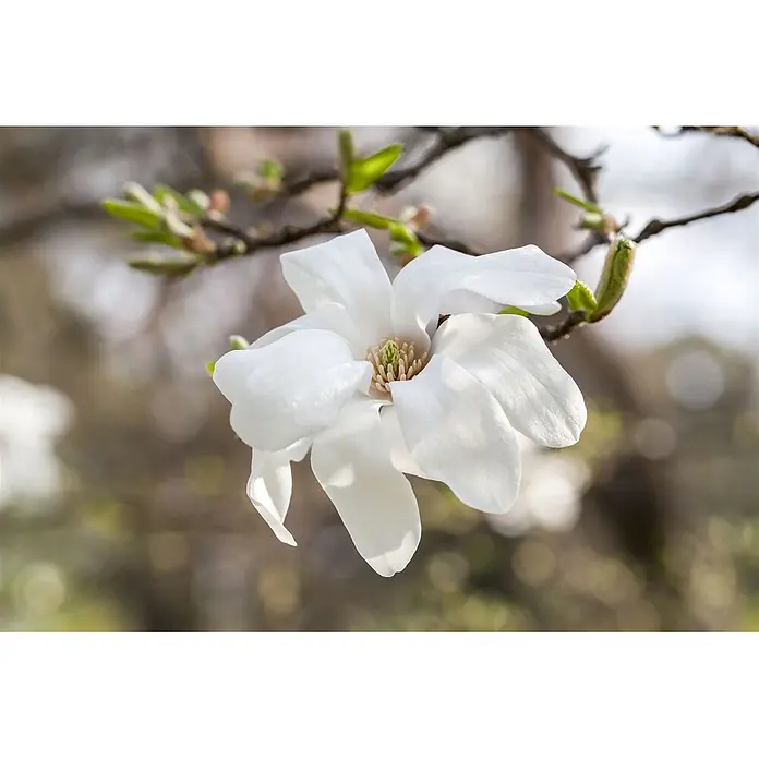 Pflanzen für dich Magnolie 100-125 cm - Magnolia kobus, Aktuelle Wuchshöhe: 100 cm - 125 cm - Eine wunderschöne weiße Magnolienblüte mit grün-beigem Zentrum, die an einem Ast mit neuen Blättern blüht.
