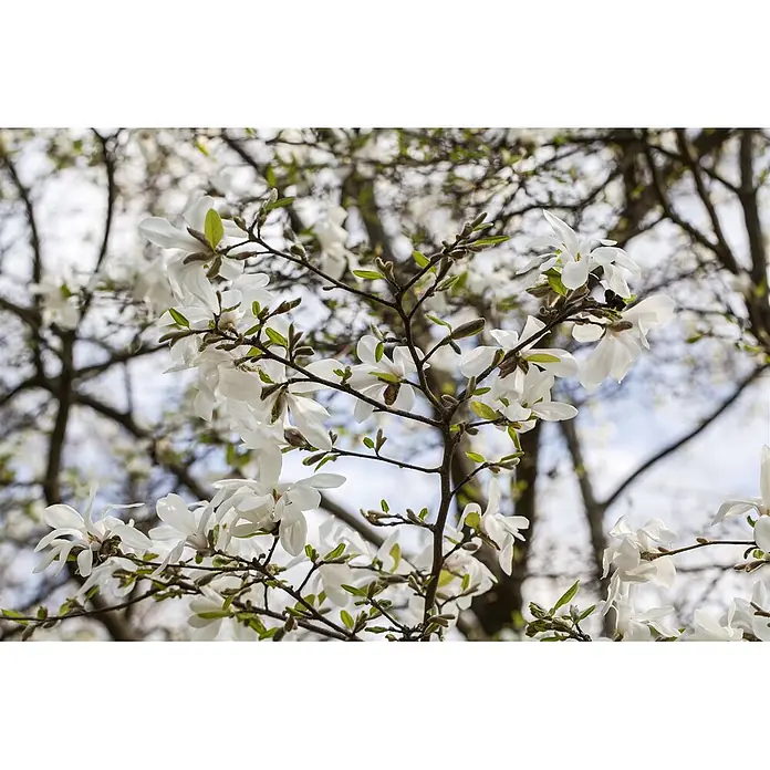 Pflanzen für dich Magnolie 100-125 cm - Magnolia kobus, Aktuelle Wuchshöhe: 100 cm - 125 cm - Weiße Magnolienblüten an Baumzweigen mit grünen Blättern.