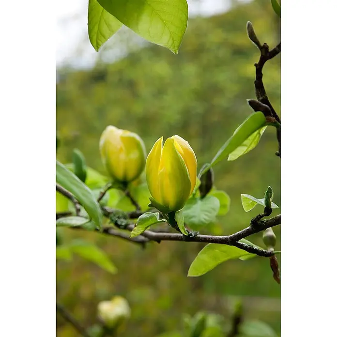 Pflanzen für dich Magnolie 40-60 cm - Magnolia 'Green Bee', Aktuelle Wuchshöhe: 40 cm - 60 cm - Zwei leuchtend gelbe Blütenknospen, eine teilweise geöffnet, an einem Ast mit grünen Blättern.