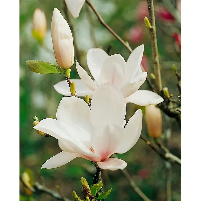 Pflanzen für dich Magnolie 40-60 cm - Magnolia × soulangeana 'Alba Superba', Aktuelle Wuchshöhe: 40 cm - 60 cm - Weiße und hellrosa Magnolienblüten und Knospen an Zweigen.