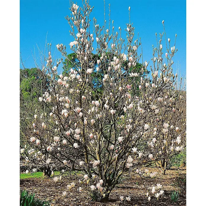 Pflanzen für dich Magnolie 40-60 cm - Magnolia × soulangeana 'Alba Superba', Aktuelle Wuchshöhe: 40 cm - 60 cm - Ein Magnolienbaum in voller Frühlingsblüte, bedeckt mit zarten hellrosa und weißen Blüten.