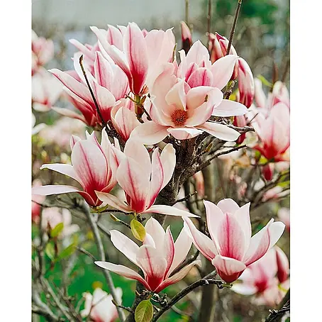 Pflanzen für dich  Magnolie 40-60 cm
